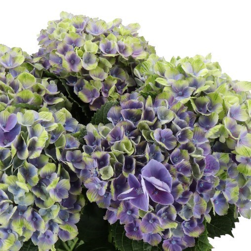 Hydrangea Magical Amethyst Green/Blue