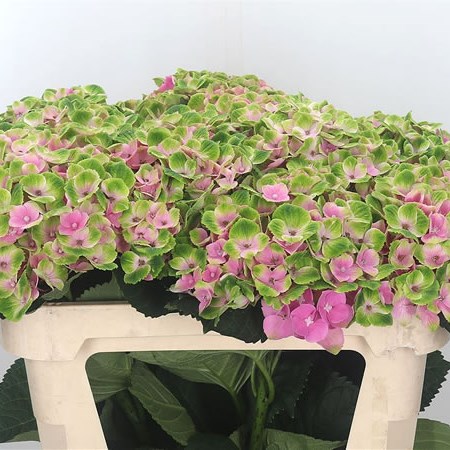 Hydrangea Magical Amethyst Green/Pink