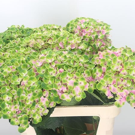 Hydrangea Magical Amethyst Green/Pink