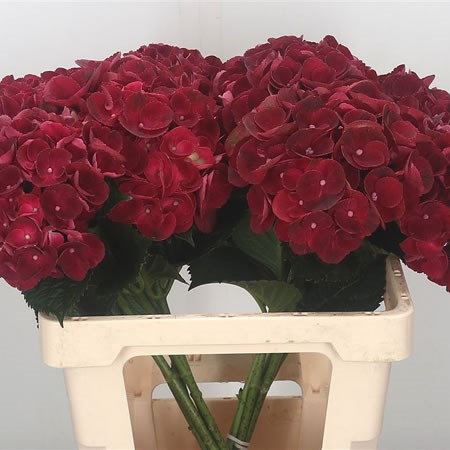 Hydrangea Magical Amore