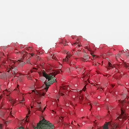 Hydrangea Magical Burgundy Lace