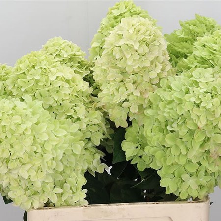 Hydrangea Magical Candle