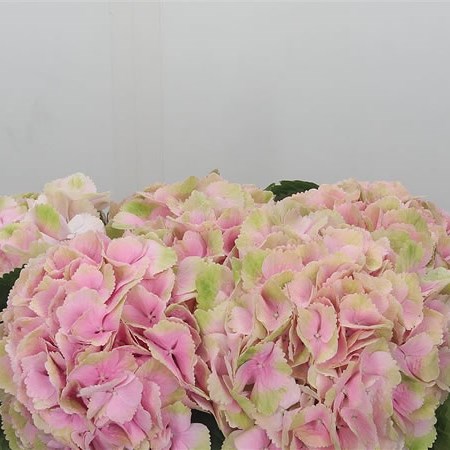 Hydrangea Magical Canzone