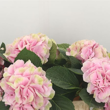 Hydrangea Magical Canzone