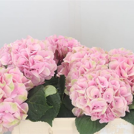 Hydrangea Magical Canzone