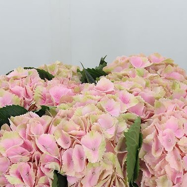 Hydrangea Magical Canzone