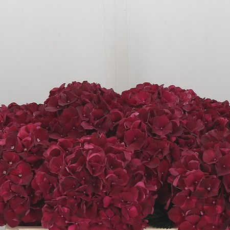 Hydrangea Magical Dark Ruby
