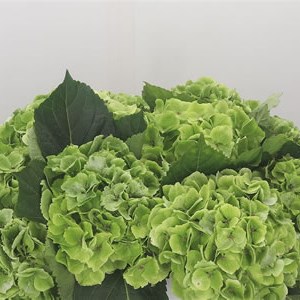 Hydrangea Magical Emerald Green