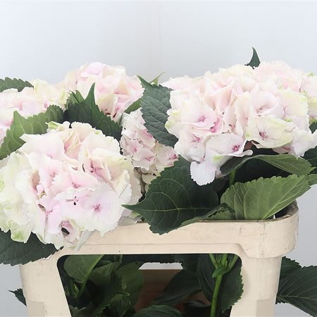 Hydrangea Magical Emerald Light Pink