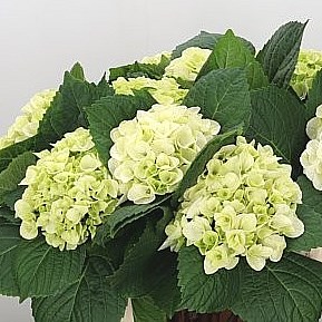 Hydrangea magical green pearl