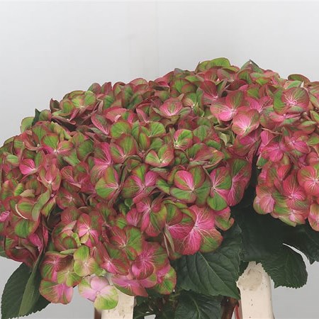 Hydrangea Magical Greenfire