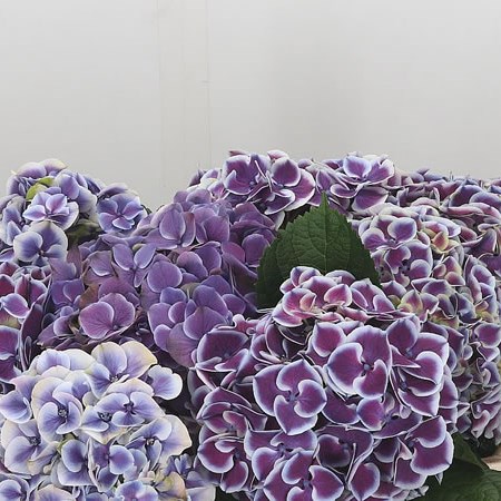 Hydrangea Magical Harlekijn Blue