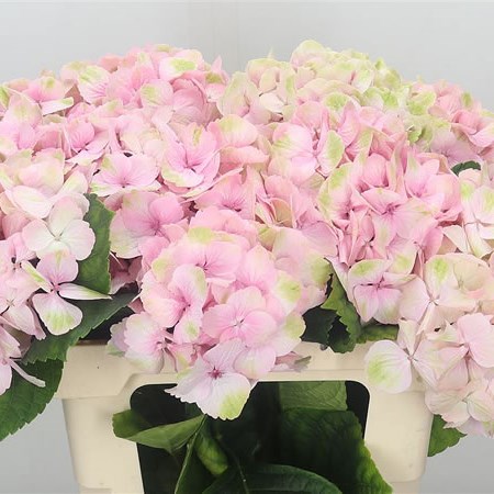 Hydrangea Magical Jersey