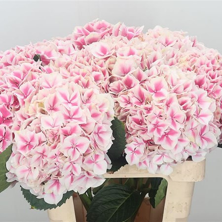 Hydrangea Magical Linn