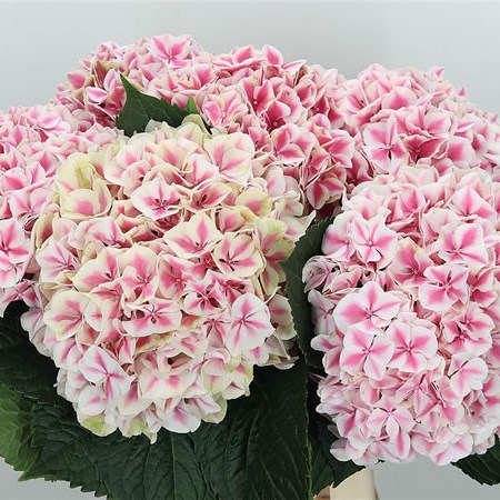 Hydrangea Magical Linn