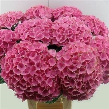 Hydrangea Magical Opal Pink