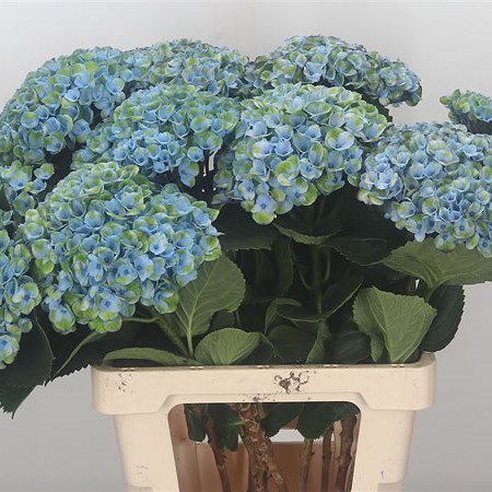 Hydrangea Magical Revolution Blue