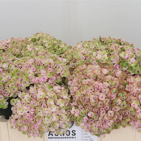 Hydrangea Magical Revolution Pink
