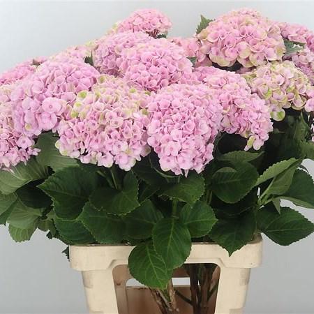 Hydrangea Magical Revolution Pink (Spray)