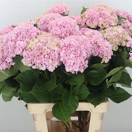 Hydrangea Magical Revolution Pink (Spray)