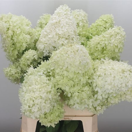 Hydrangea Magical Summergreen