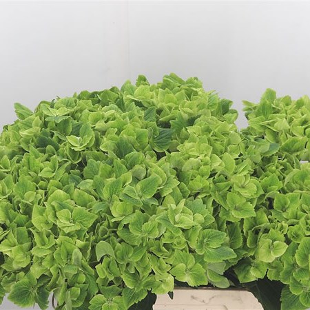Hydrangea Magical Summergreen