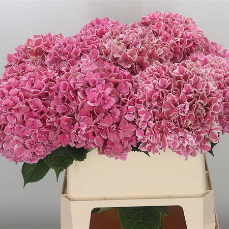 Hydrangea Magical Sunrise
