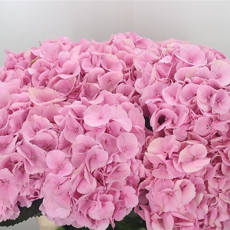 Hydrangea Mammoet Pink 