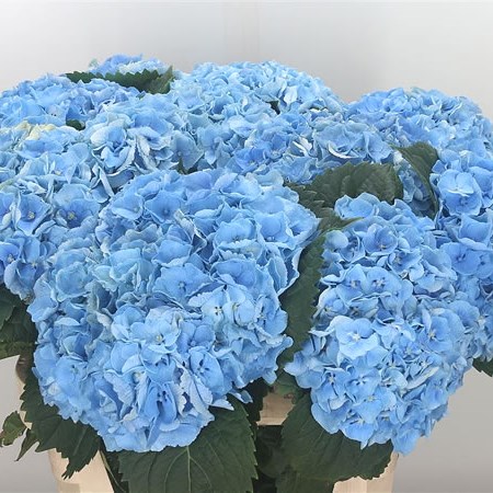 Hydrangea Margarita Blue