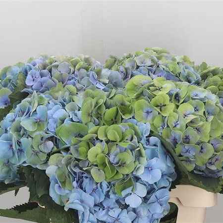 Hydrangea Margarita Blue/Green