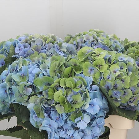 Hydrangea Margarita Blue/Green (Extra)