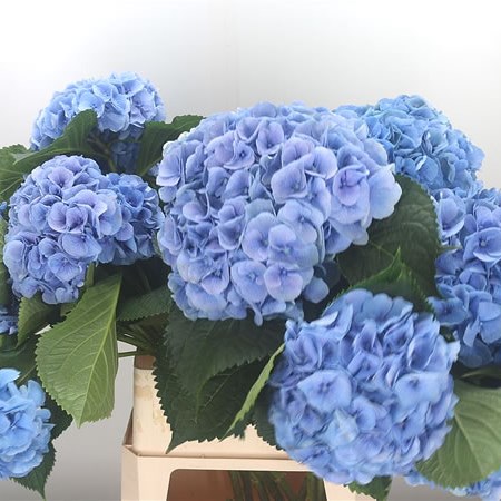 Hydrangea Margarita Blue XL