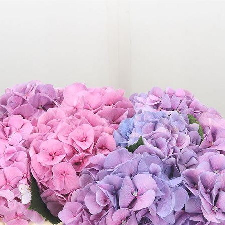 Hydrangea Margarita Lilac