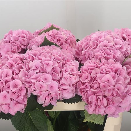 Hydrangea Margarita Pink