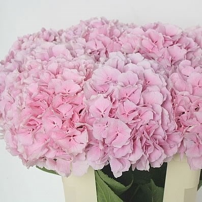 Hydrangea Mariama