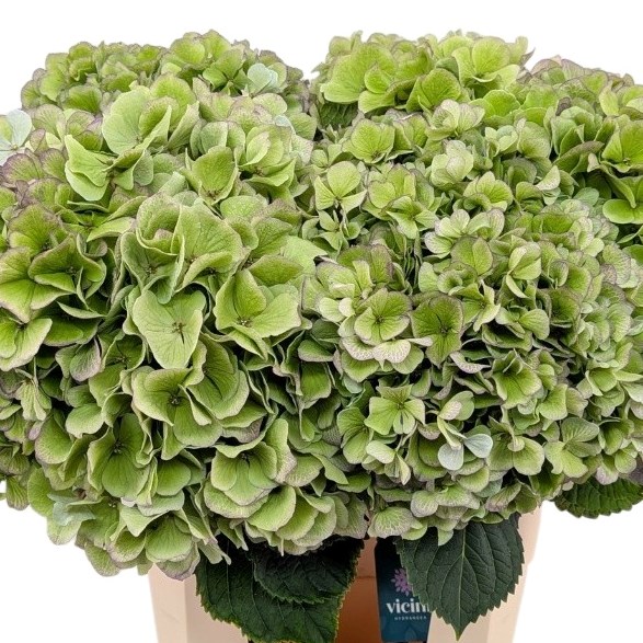 Hydrangea Mariama Classic