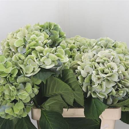 Hydrangea Marsepein Green