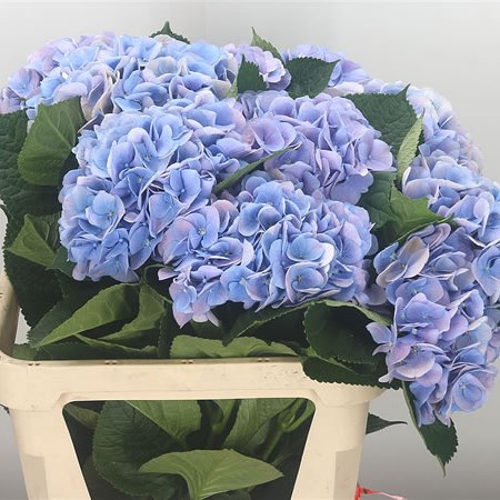 Hydrangea Marsepein Lilac