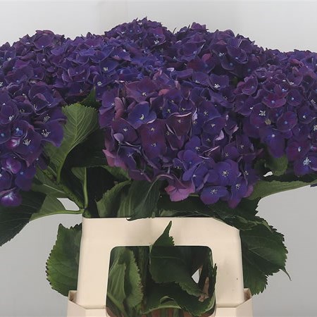 Hydrangea Mon Amour Purple