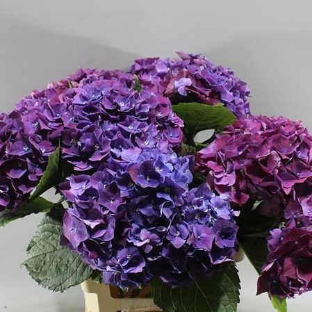 Hydrangea Mon Amour Purple