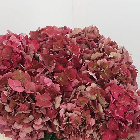Hydrangea Mon Amour Red Classic