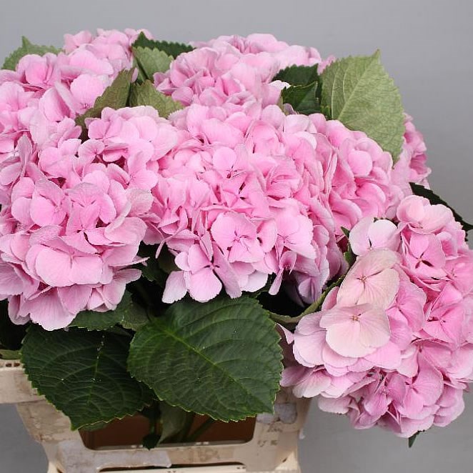 Hydrangea Monika