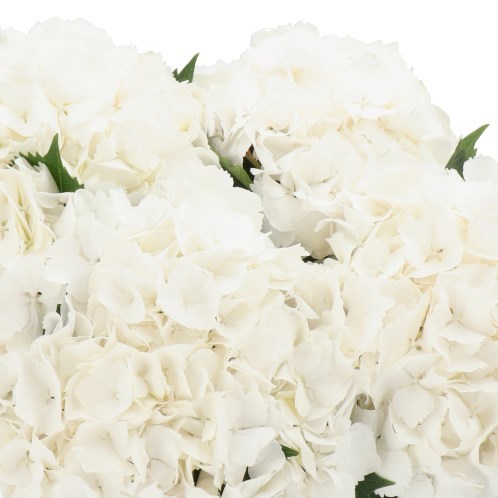 Hydrangea My Beautiful Akito