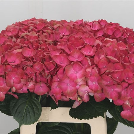 Hydrangea My Beautiful Inferno