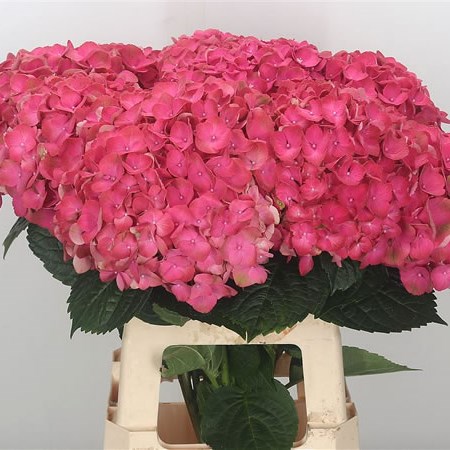 Hydrangea My Beautiful Inferno