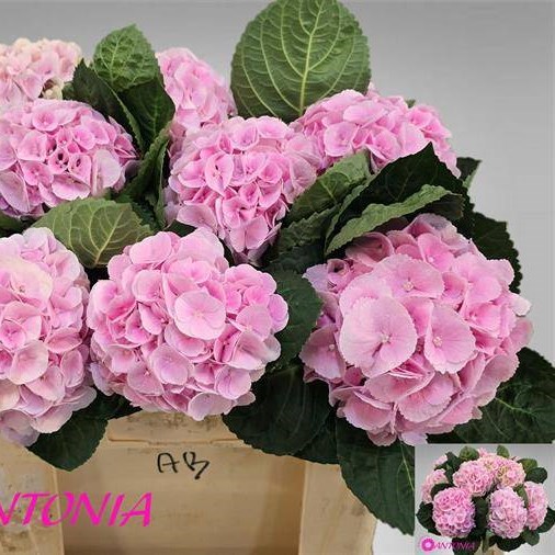 Hydrangea My Beautiful Matcha