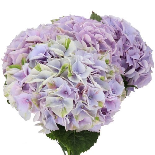 Hydrangea My Beautiful Minerva