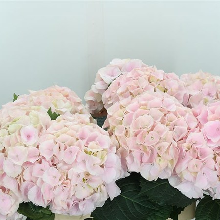 Hydrangea My Beautiful Pinktouch