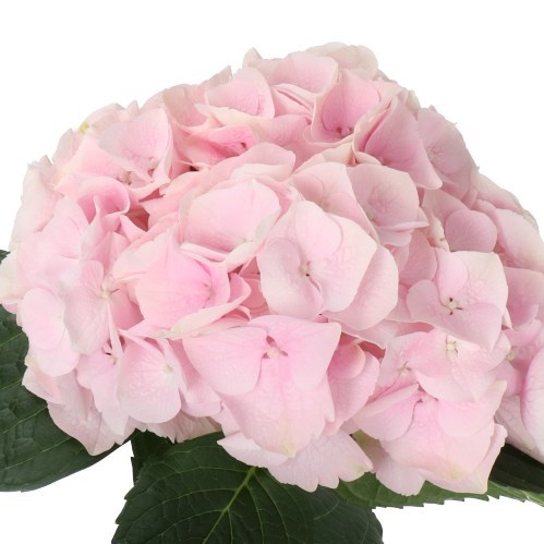 Hydrangea My Beautiful Pinktouch