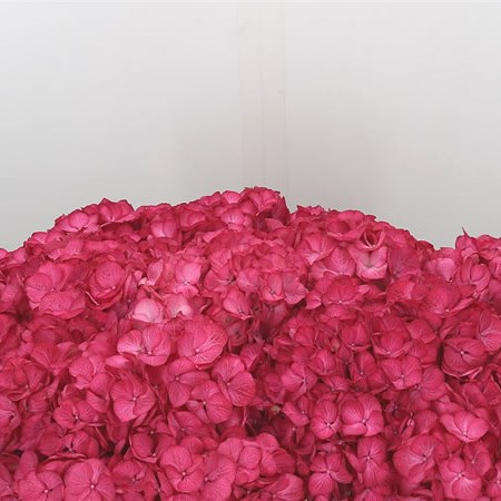 Hydrangea My Beautiful Redfury